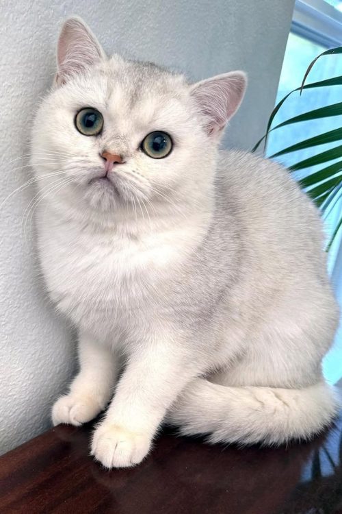 WhatsApp Image 2025-09-25 at 20.03.00