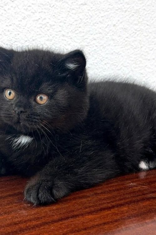 WhatsApp Image 2025-09-25 at 20.19.08 (1)