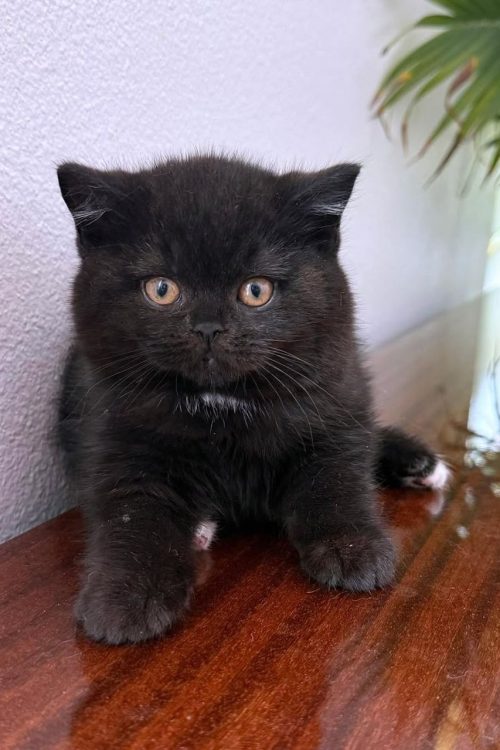 WhatsApp Image 2025-09-25 at 20.19.08 (2)