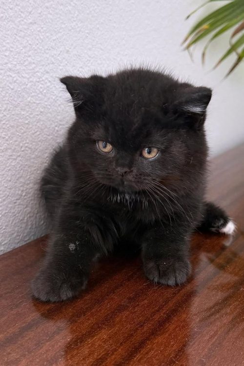 WhatsApp Image 2025-09-25 at 20.19.08