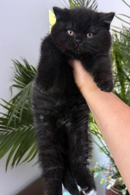 WhatsApp Image 2025-09-25 at 20.19.09