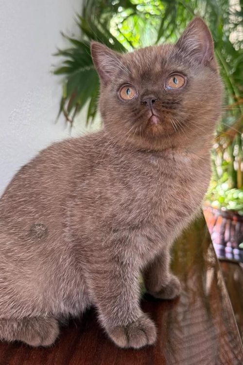 WhatsApp Image 2025-09-25 at 20.23.40 (1)