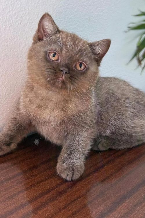 WhatsApp Image 2025-09-25 at 20.23.40 (2)