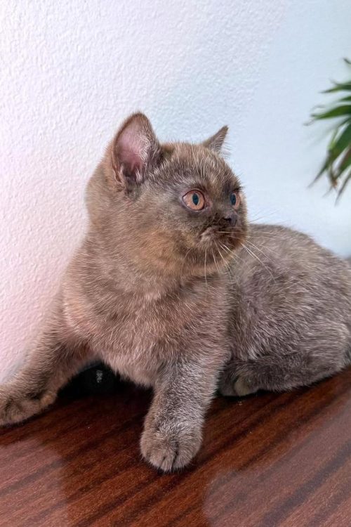 WhatsApp Image 2025-09-25 at 20.23.41